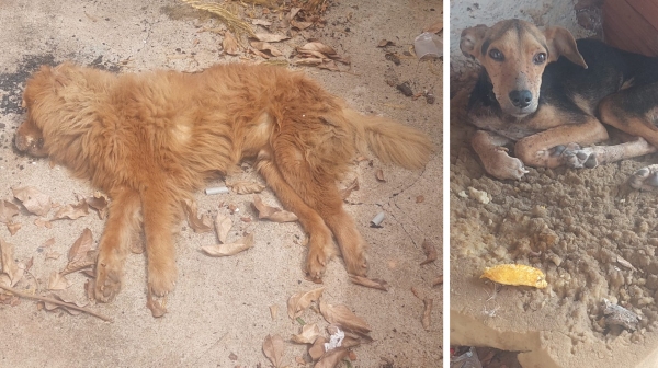 O chow chow encontrado morto e o outro cão em situação degradante (Divulgação/PM Ambiental).