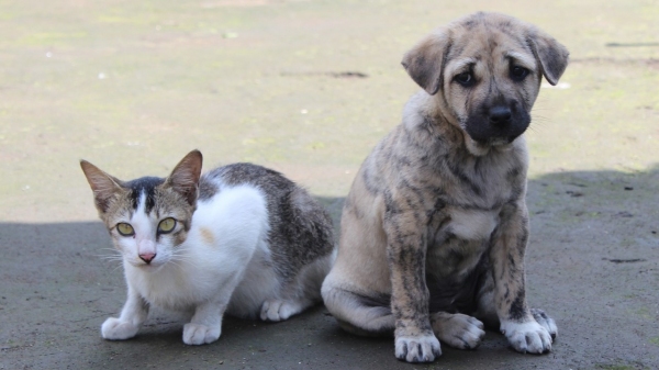 SIGA MAIS teve acesso ao plano de trabalho para castração de cães e gatos, e campanha de estímulo à adoção, que ainda não saiu do papel (Rohit Tripathi/Pixabay).