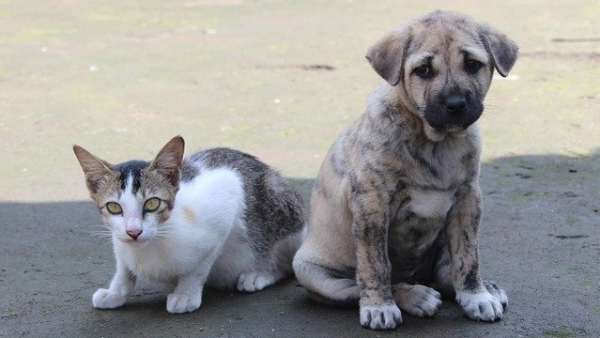 Programa municipal oferece castração gratuita para cães e gatos, machos e fêmeas (Imagem de Rohit Tripathi por Pixabay).
