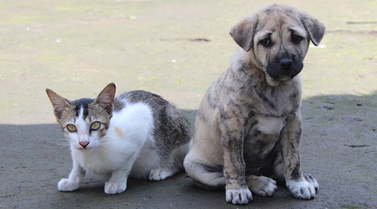 Cães e gatos poderão ser levados pela população para castração gratuita, junto à clínica do curso de medicina veterinária da UnIFAI (Foto: Pixabay).