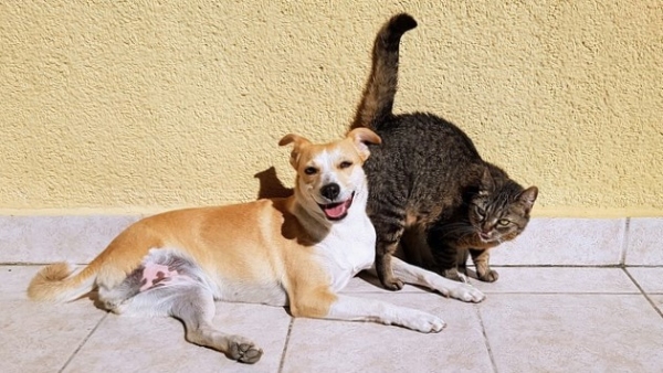 Morador que tenha mais de um animal pode retirar uma guia médica por mês, para castração (Imagem: Csaba Pozsárkó/Pixabay).