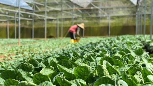 (Imagem ilustrativa/Pexels).