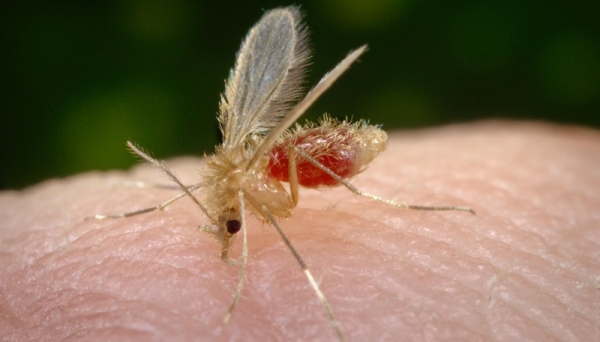 Mosquito flebotomíneo, transmissor da leishmaniose (Foto: Ilustração).