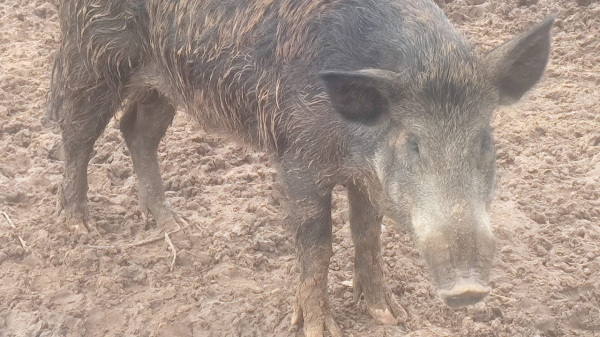 Animal localizado na propriedade (Cedida/PM Ambiental).