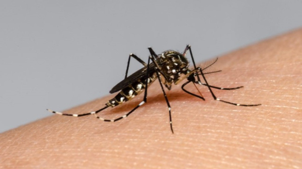 Mosquito Aedes aegypti, transmissor da dengue (Imagem: Fiocruz).