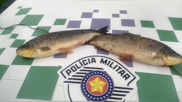 Pescados localizados com os homens autuados (Divulgação/PM Ambiental).