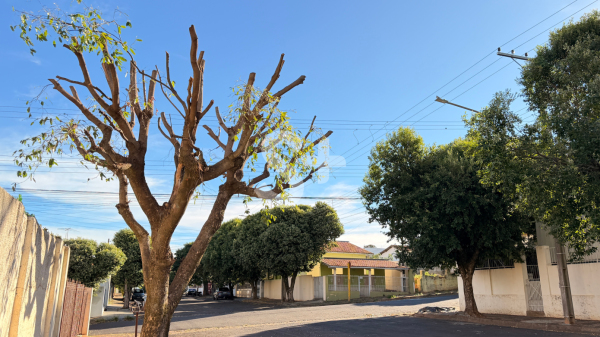 Prefeitura informa que vai fiscalizar podas e capacitar podadores (Siga Mais).