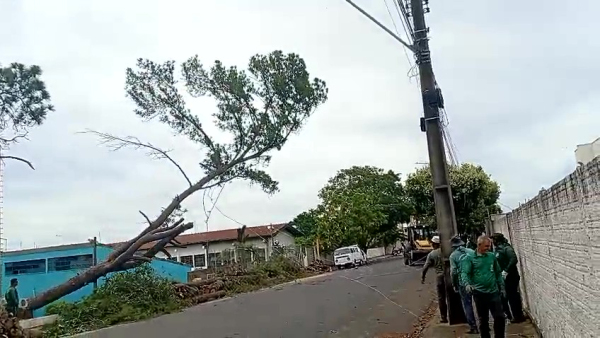 Equipes da Prefeitura de Adamantina fazem as podas no local (Cedida).