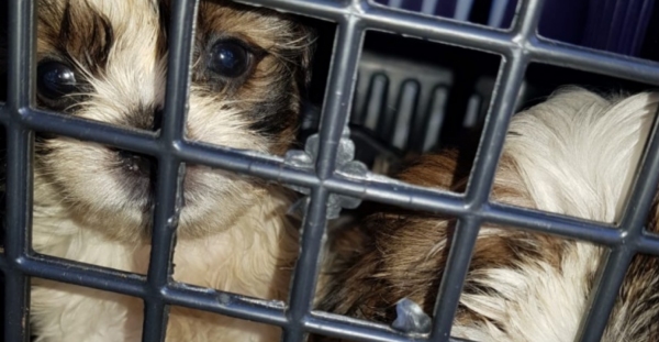 Projeto aprovado proíbe comercialização de cães, gatos e pássaros em petshops (Reprodução).