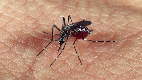Mosquito Aedes aegypti, transmissor da dengue (Imagem: CCS/Fiocruz).