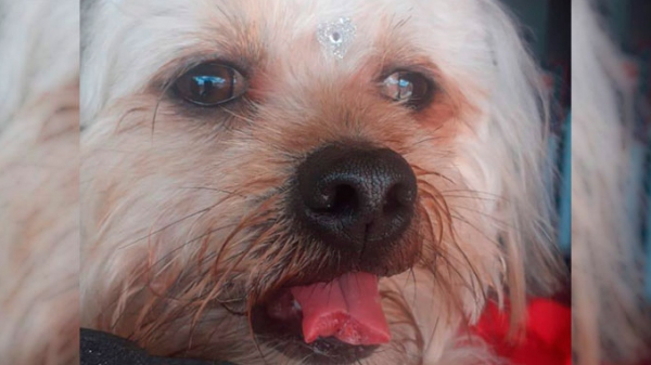 Scott teve a língua cortada enquanto era tosado (Reprodução/AssisCity).