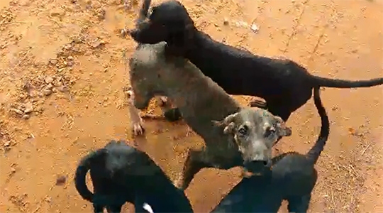 Quatro cães que teriam sido abandonados por veÃculo da Prefeitura foram filmados por internauta. Em nota, Prefeitura diz que funcionários faziam limpeza da estrada e cães já estavam pelo local (Reprodução).