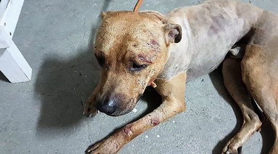 Animal ferido encontrado em local que promovia rinha (Divulgação/Polícia Civil).