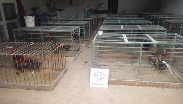 Galos foram encontrados em gaiolas individuais com espaço reduzido para movimentação e ambiente estressante. Aves apresentavam lesões e mutilações (Fotos: Reprodução/Site Tupã Notícias).