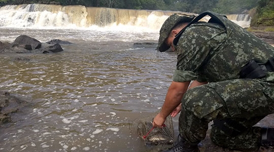 Peixes aprendido na operação, ainda vivos, foram devolvidos ao Rio Aguapeí (Foto: Cedida/PM Ambiental).