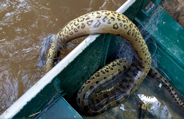 Sucuri é encontrada morta durante operação da Polícia Ambiental no Salto Botelho, em Lucélia (Foto: Cedida/Polícia Ambiental).