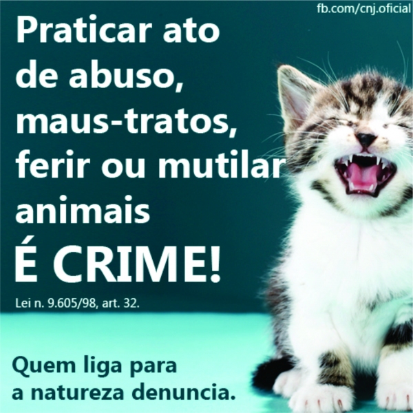 Gatos são mortos em diversos bairros de Adamantina