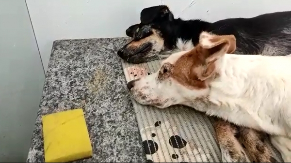 Dois dos animais encontrados na clínica veterinária (Divulgação/PM Ambiental).