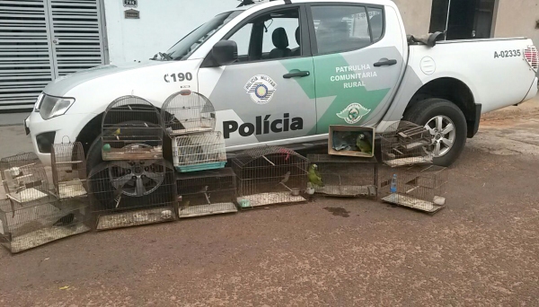 Pássaros foram resgatados pela PolÃcia Ambiental durante operação realizada em Sagres (Foto: Cedida/PolÃcia Ambiental).