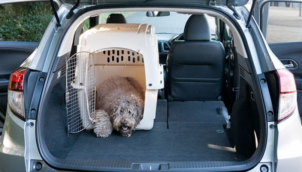 Conheça dicas para transportar os animais de forma segura e tranquila durante passeios e viagens (Imagem: Ilustração).