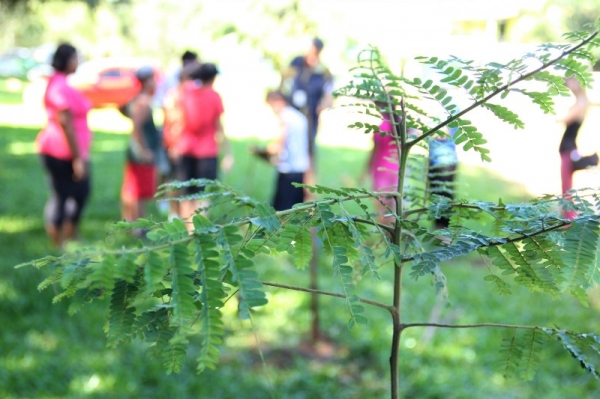 Projeto condiciona ?Alvará de Utilização? ou ?Habite-se? ao plantio de árvores (Foto: Ilustração)