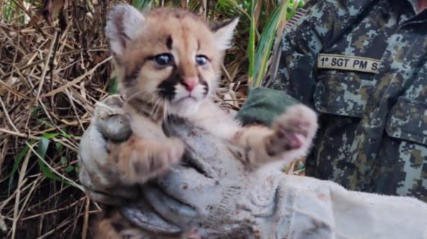 Filhote ficará sob cuidados de uma ONG até alcançar condição em que possa ser devolvido à natureza (Cedida/PM Ambiental).