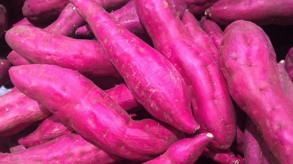 (Imagem ilustrativa: Pixabay).