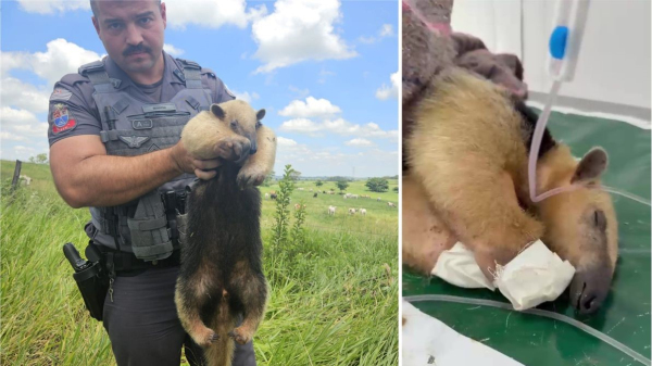 Cabo PM Bianchi e o animal resgatado, depois levado a uma clinica veterinaria em Adamantina (Cedida).