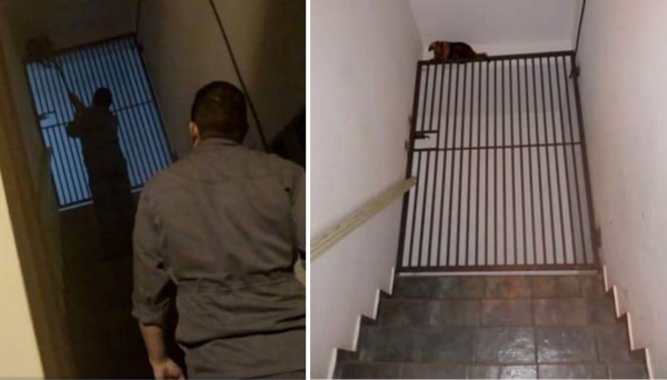 Animal subiu escadaria e escalou portão, sendo capturado pelos Bombeiros (Fotos: Facebook/Claudia M. de Almeida).