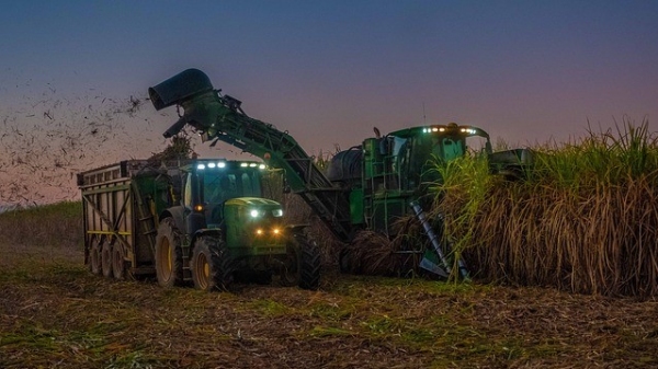 Cultivo da planta gera mais de 55 mil empregos formais em SP. Fabricação e o refino de açúcar empregam outras 130 mil pessoas, com carteira assinada, além de mais de 43 mil na fabricação de álcool (Imagem: Rar Jay/Pixabay).