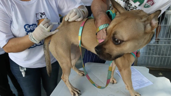 Campanha vai aplicar 400 doses (Tania Rego/Agencia Brasil).