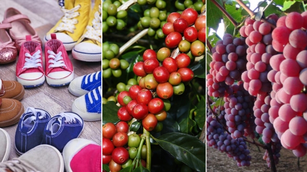 Calçados infantis de Birigui, café de Garça e uva niagara rosada de Jundiaí buscam reconhecimento com indicação geográfica para esses produtos (Ilustração).