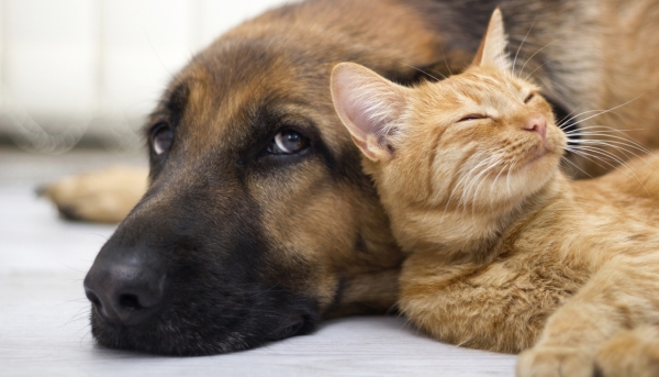 Evento terá animais para adoção, participação de veterinários e bazar beneficente, nesta quarta-feira, em Adamantina (Foto: Ilustração).