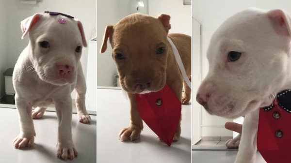 Animais resgatados são colocados para adoção (Divulgação/PMA).