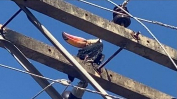 Tucano enroscado à fiação (Reprodução/OCNET).