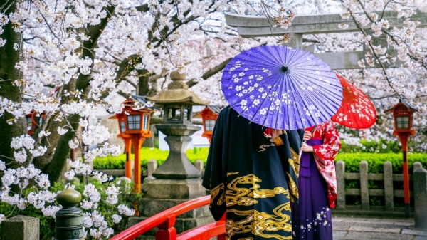 Tradicional no Japão e praticado em diferentes regiões do mundo onde há colônias de imigrantes japoneses, evento celebra a primavera (Tawatchai07/Freepik).