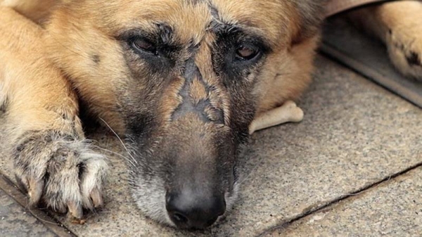 Texto da Resolução define como maus-tratos atos e omissões que provoquem dor ou sofrimento desnecessários aos animais (Ilustração).