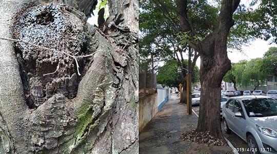 Árvores da espécie Sibipiruna serão suprimidas e substituídas na região da Santa Casa. Exemplares são antigos e encontra-se em estado crítico, com fungos e cupins, além de danificar o passeio público (Da Assessoria).