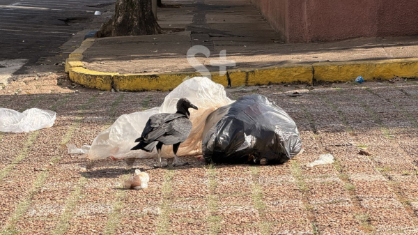 Urubu revira lixo no centro de Adamantina, descartado depois da passagem da coleta (Siga Mais).