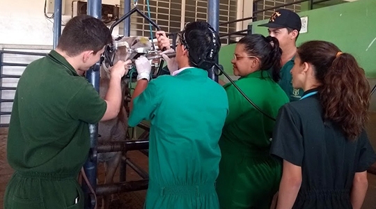 Clínica Veterinária realiza atendimentos clínico, ortopédico e odontológico a animais do Centro de Equoterapia; equídeos foram examinados por alunos do 6º e do 8º termos, acompanhados de dois docentes e um orientador de estágios (Fotos: Acervo Pessoal).