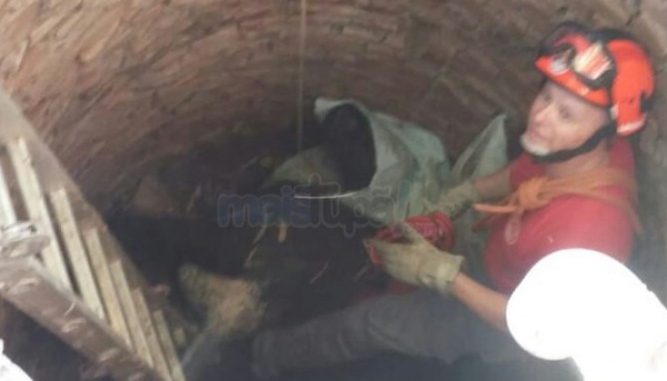 Vaca caÃda em fossa foi resgatada pelo Corpo de Bombeiros com apoio de retroescavadeira (Fotos: Site Mais Tupã).