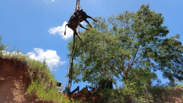 Animal foi içado com guindaste (Imagem: Mais Tupã!).