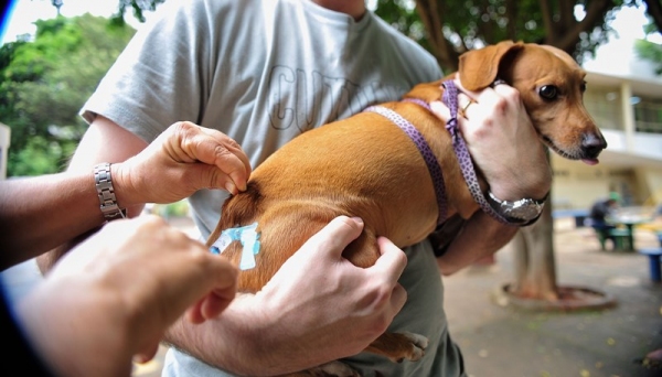 Vacinação em cães e gatos segue até 5 de setembro em Adamantina (Foto: Marcelo Camargo/Agência Brasil).