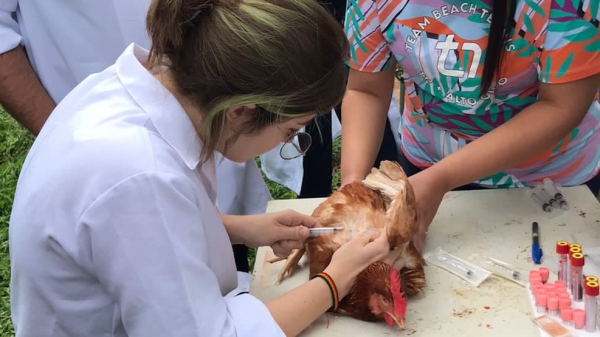 Sugestão de legenda das fotos: No treinamento, alunos aprenderam e realizaram a coleta de sangue das aves, colheita de swab cloacal e de orofaringe, e acompanharam o procedimento de necropsia (Imagens: Acervo Pessoal).