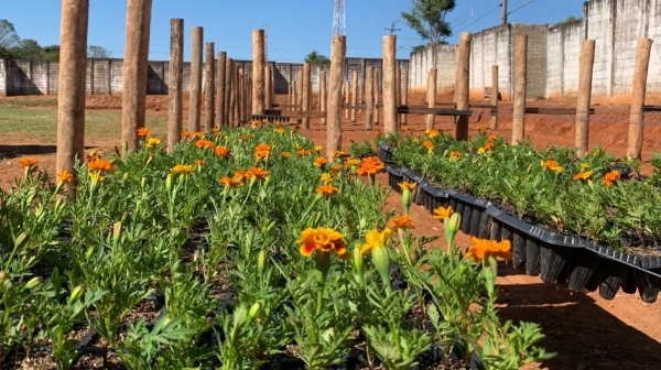 Viveiro está sendo instalado em uma área do recinto poliesportivo (Divulgação/PMA).