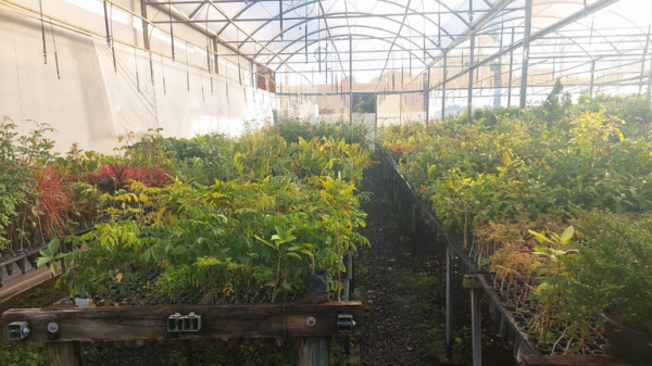 Viveiro de Herculandia vistoriado pelos fiscais do Ministerio da Agricultura (SFA-SP)