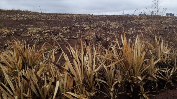 Área de cultivo de abacaxi, em Pacaembu, que sofreu a queimada não autorizada (Cedida/PM Ambiental).