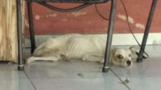 Animal foi encontrado com desnutrição, desidratação e anemia profunda (Cedida/PM Ambiental).
