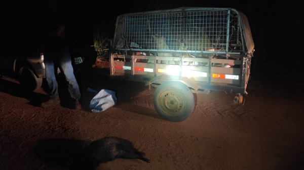 Polícia Militar Ambiental flagrou animal abatido no veículo, que tracionava carreta com nove cães de caça (Cedida/PM Ambiental).