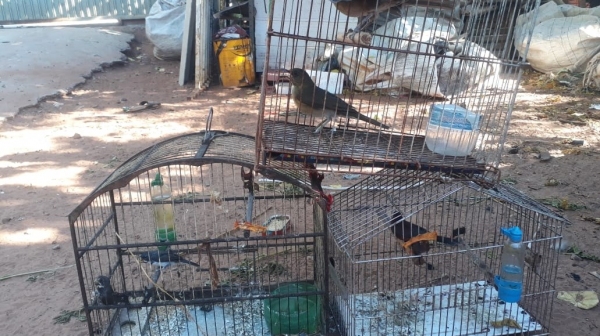 Cinco aves da fauna silvestre mantidas em cativeiro foram resgatadas pela PM Ambiental e devolvidas à natureza (Cedida/PM Ambiental).